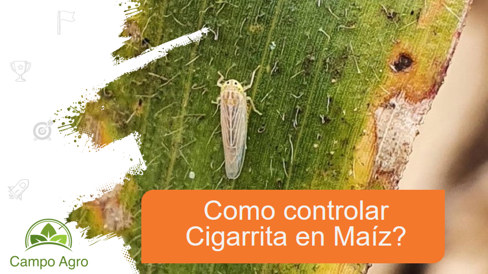 Como controlar cigarrita en Maíz?